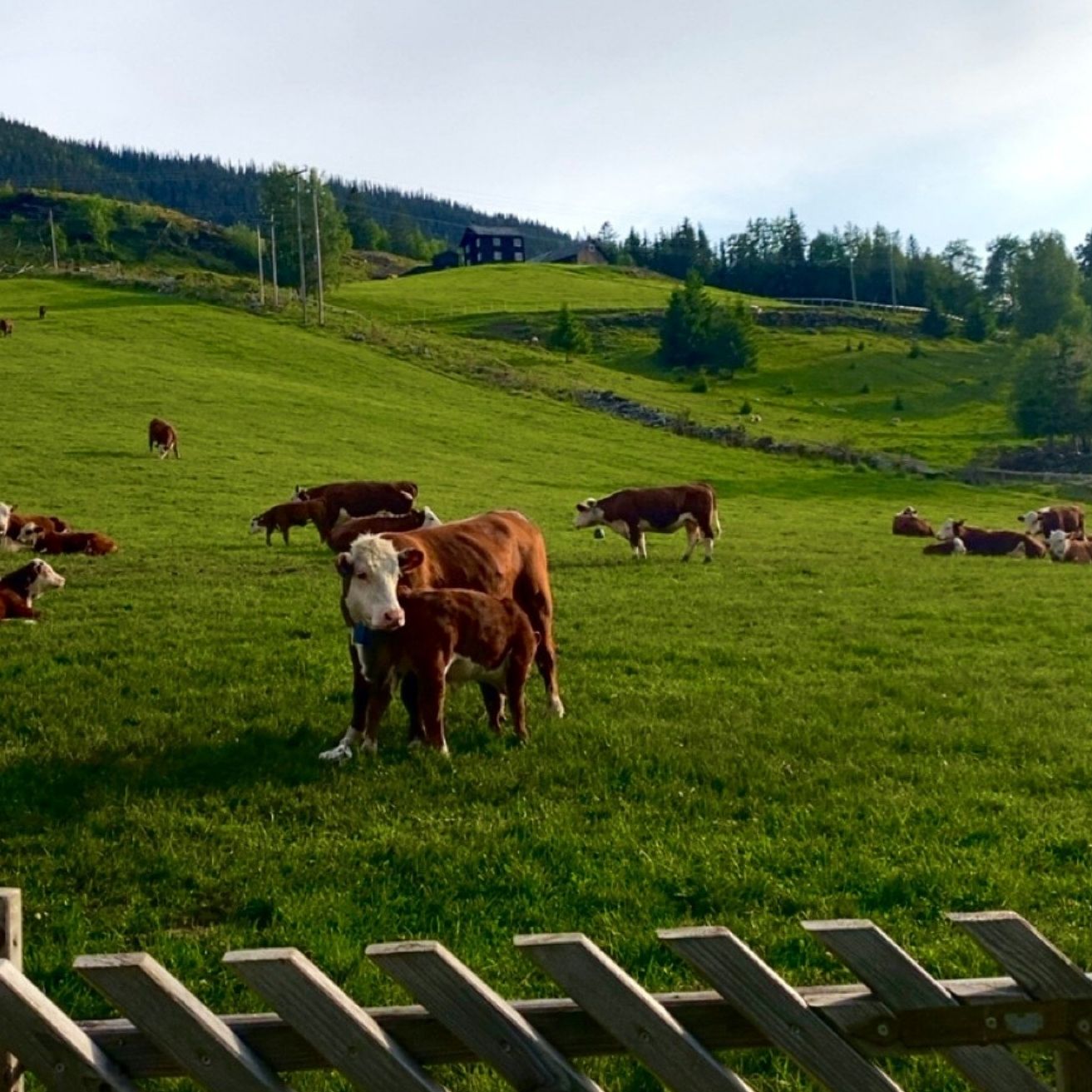 lokal mat i Gudbrandsdalen