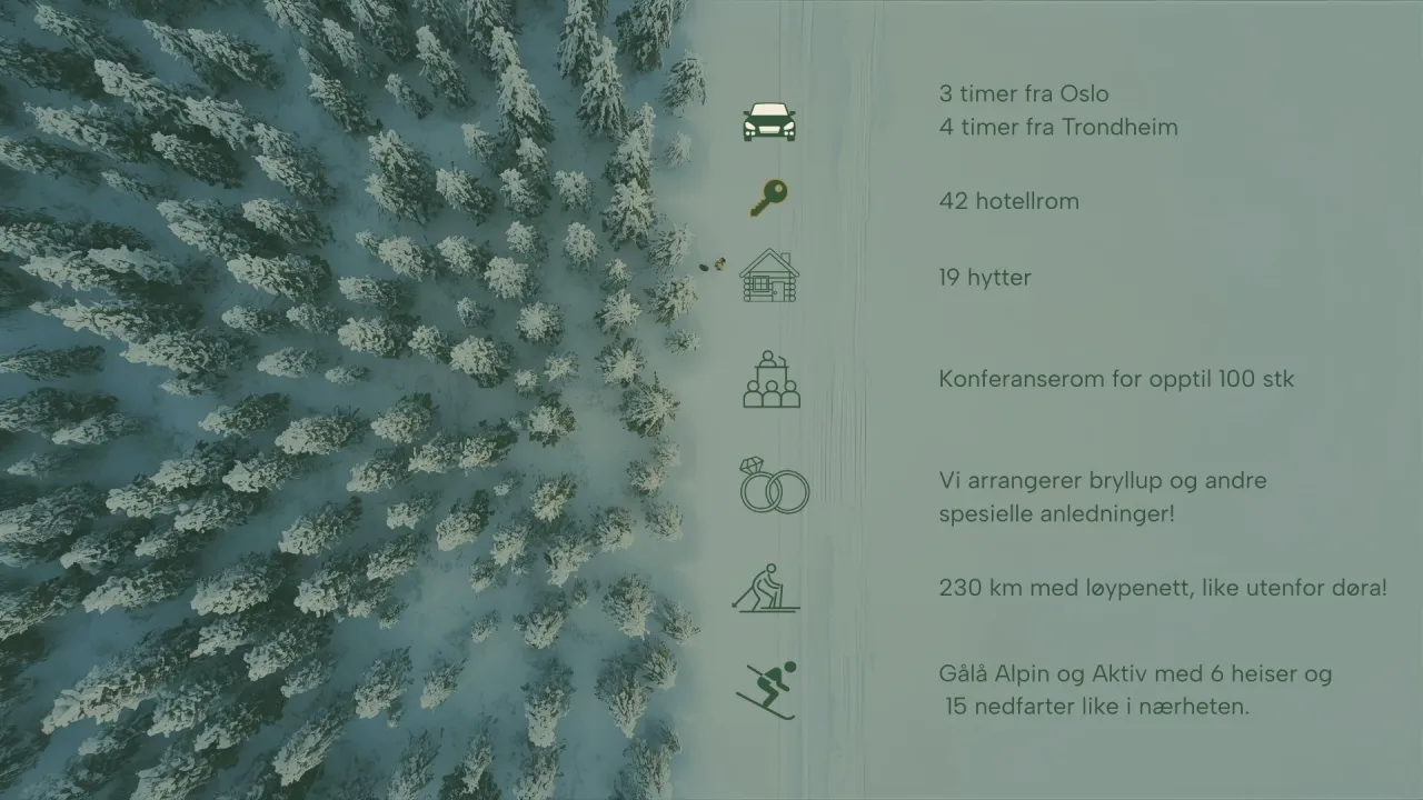 en snødekt skog med snø og trær