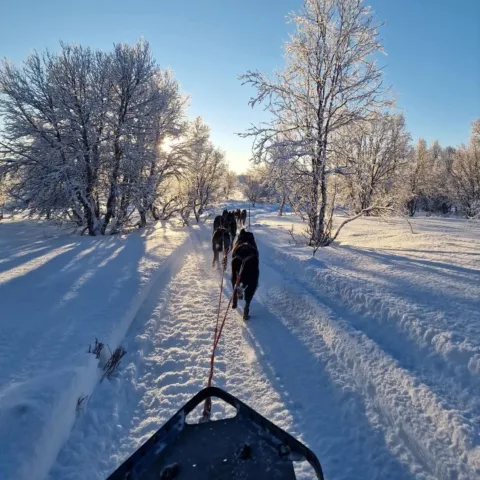 Hundekjøring Finn Sibir