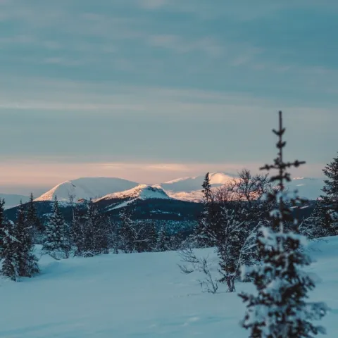 et snødekt landskap med trær og fjell
